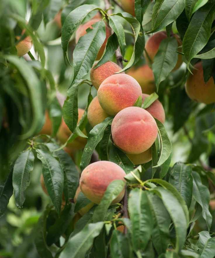 Ripe fruit on a peach tree