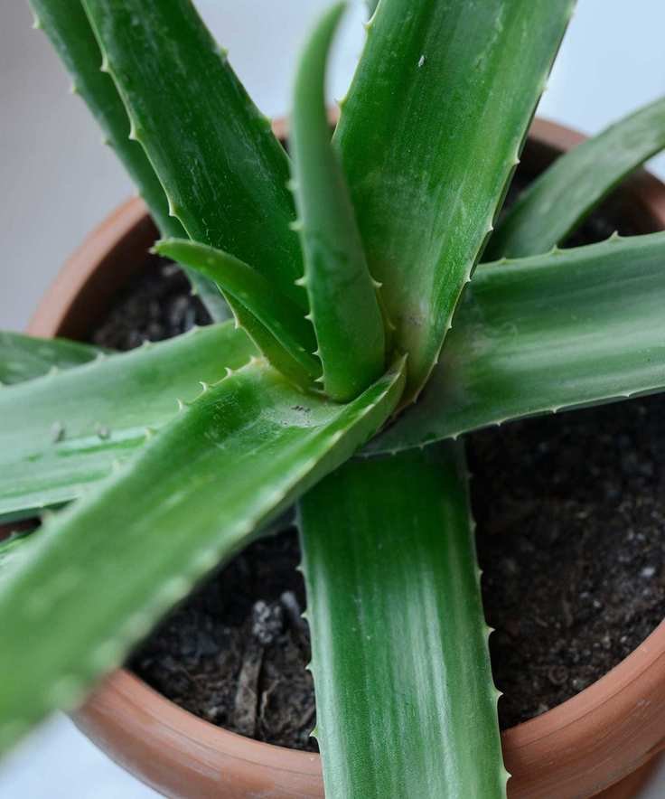 aloe vera in pot