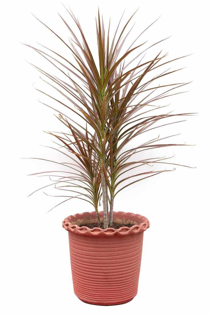 Dragon tree houseplant