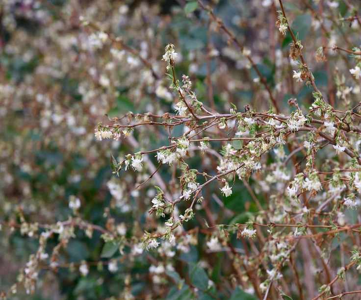 winter honeysuckle