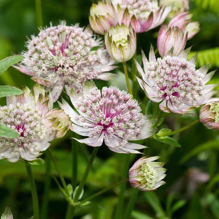 Astrantia major