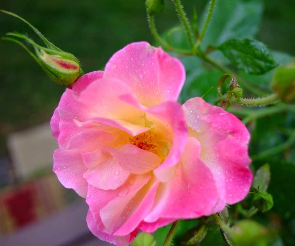 The pink blooms of Rosa 'America' with golden yellow center and green foliage