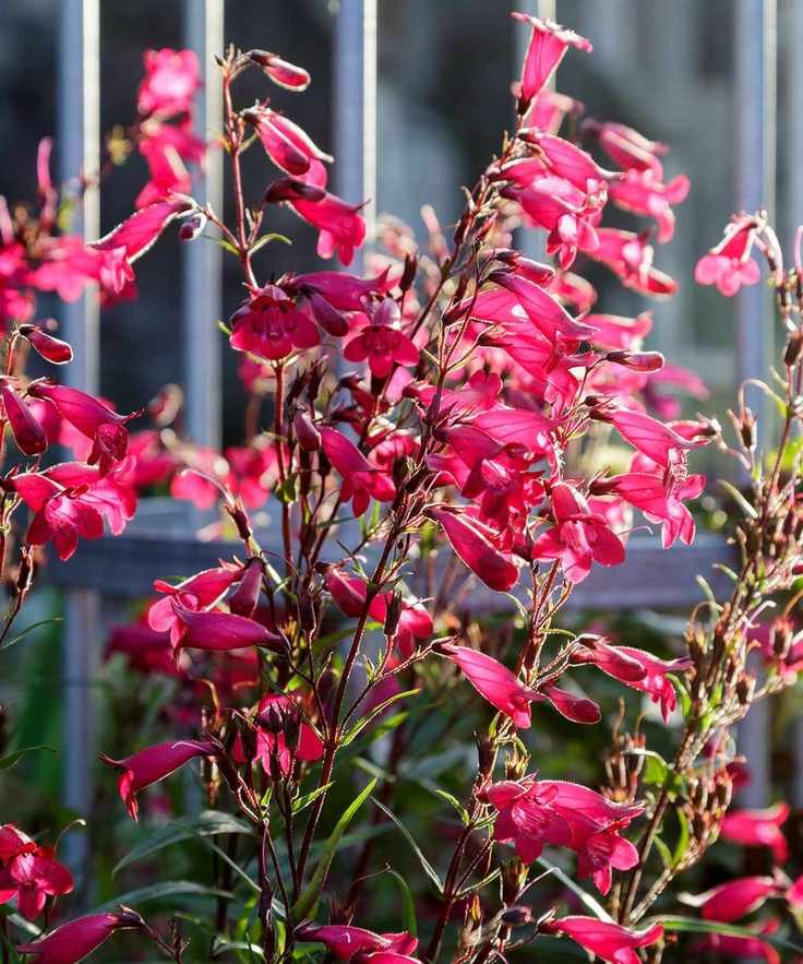 Fragrant red flowers in a sensory garden