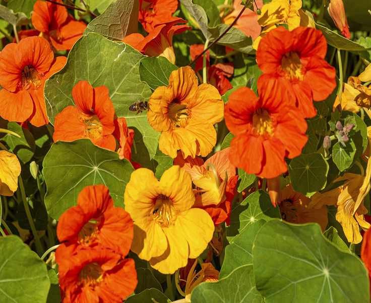 colorful orange and yellow nasturtium