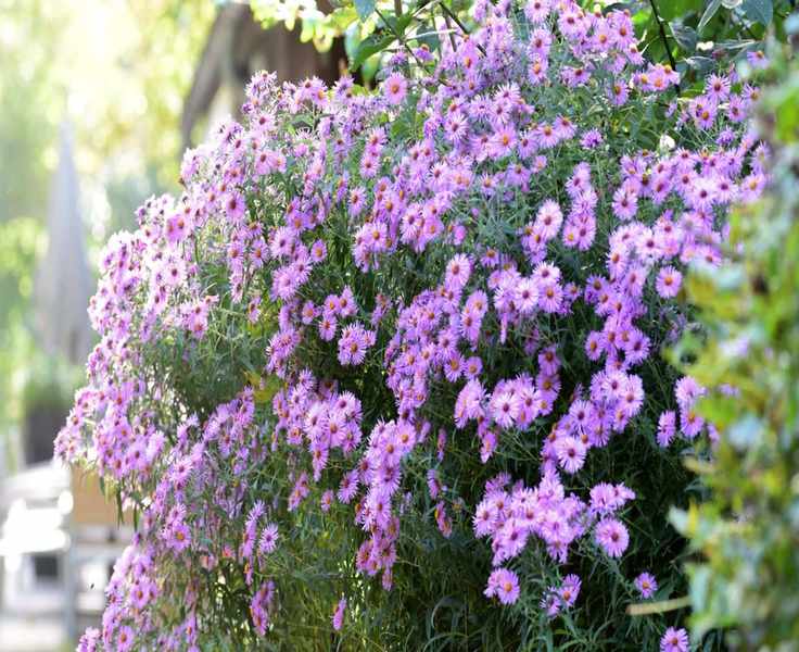 Deciding When to Prune Asters: Fall or Spring Choices