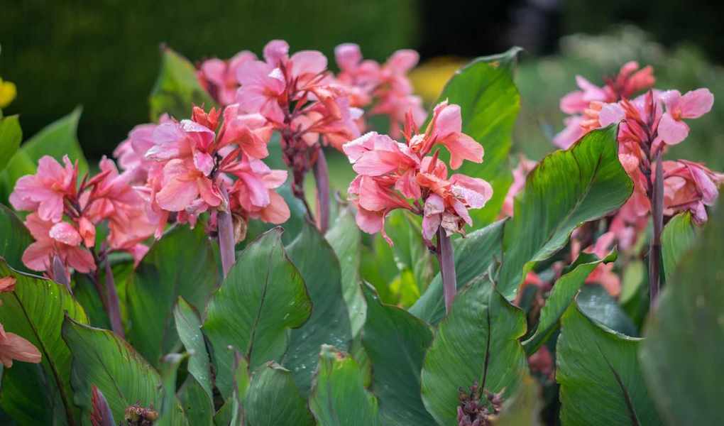 Growing Canna Lilies: Expert Tips for a Vibrant Garden
