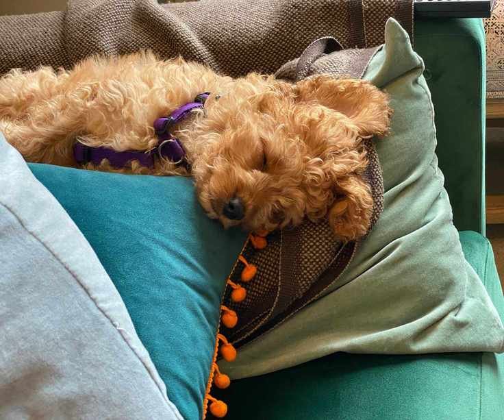 A dog on sofa cushions with a blanket behind it