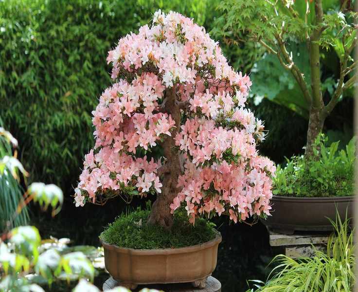 Explore 12 Beautiful Bonsai Tree Types You Can Cultivate at Home