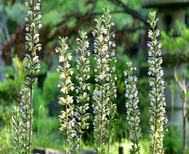 Invasive Perennials to Avoid in Your Garden: 5 Problematic Species