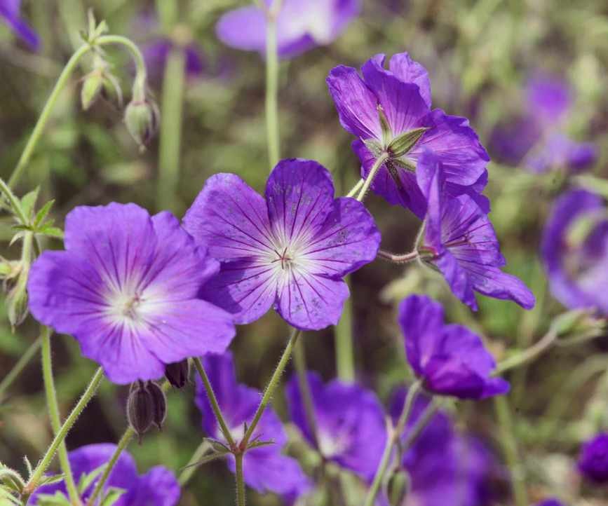 Hardy geraniums in display