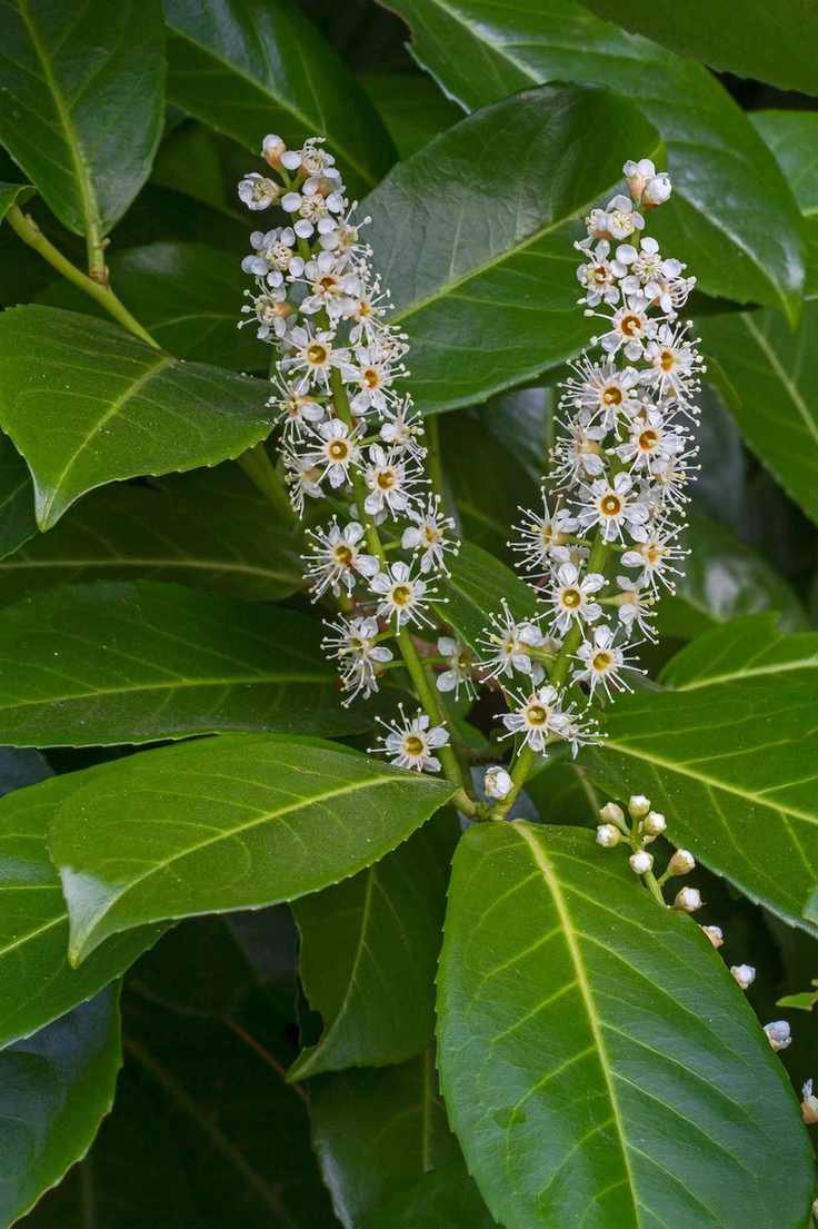Cherry laurel for use as screening or privacy