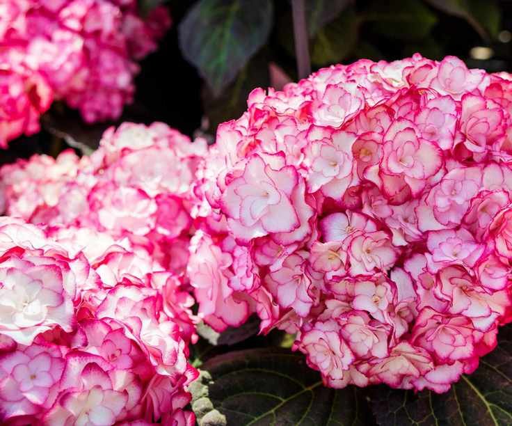hydrangea Miss Saori flowering in summer display