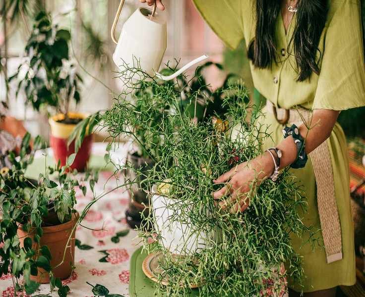 Indoor Plant Watering Frequency: Essential Tips for Healthy Growth