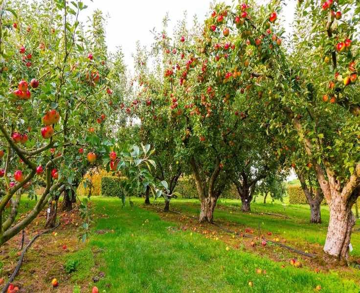 Explore Your Birth Month Fruit Tree: A Guide to All 12 Trees