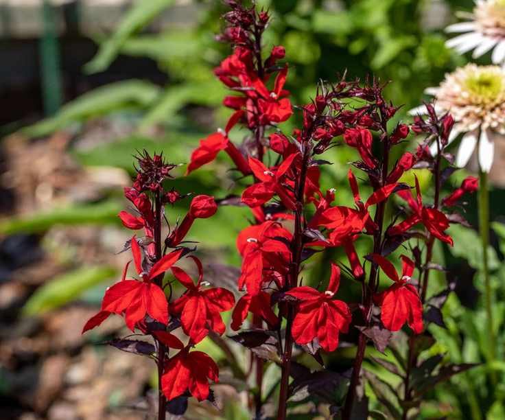 Red cardinal flowers in bloom