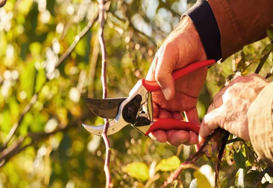 Essential Pruning Tools to Make Your Gardening Tasks Effortless