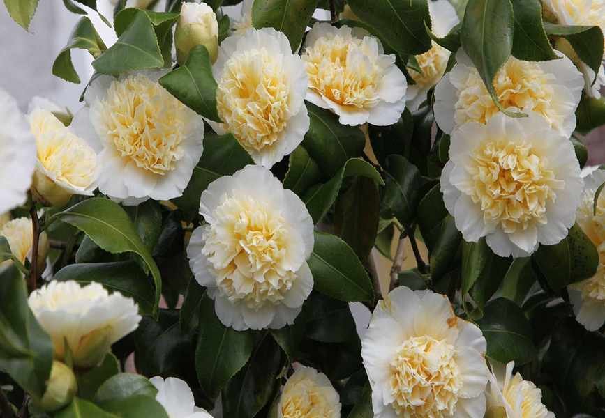 Common Camellia Issues and Solutions for Thriving Shrubs