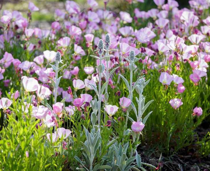 garden planting for wildlife