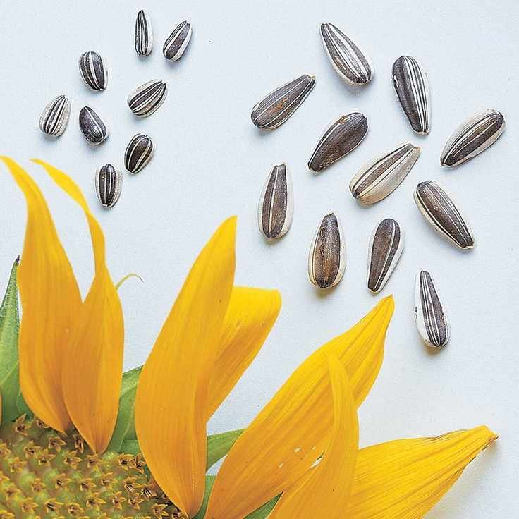Super Snack Mix Sunflower Seeds
