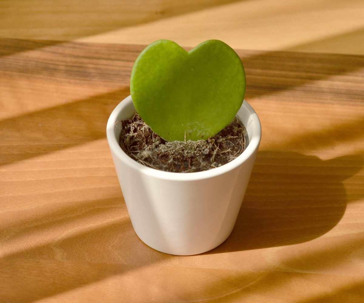 Sweetheart hoya in a white pot with bright light
