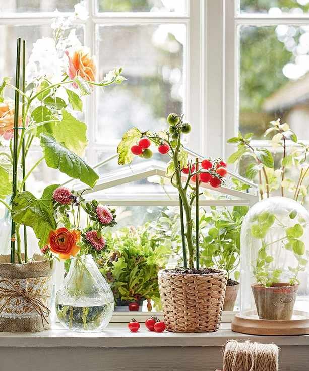 Growing tomatoes