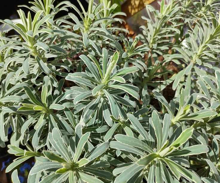 Euphorbia 'Glacier Blue'