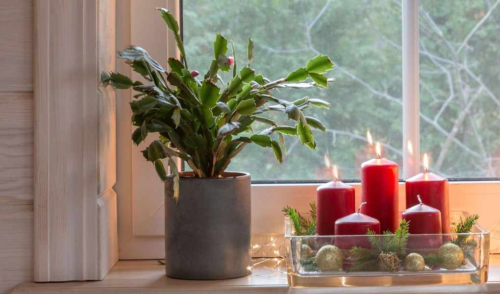 Revitalize Your Woody Christmas Cactus with Simple Trimming Tips