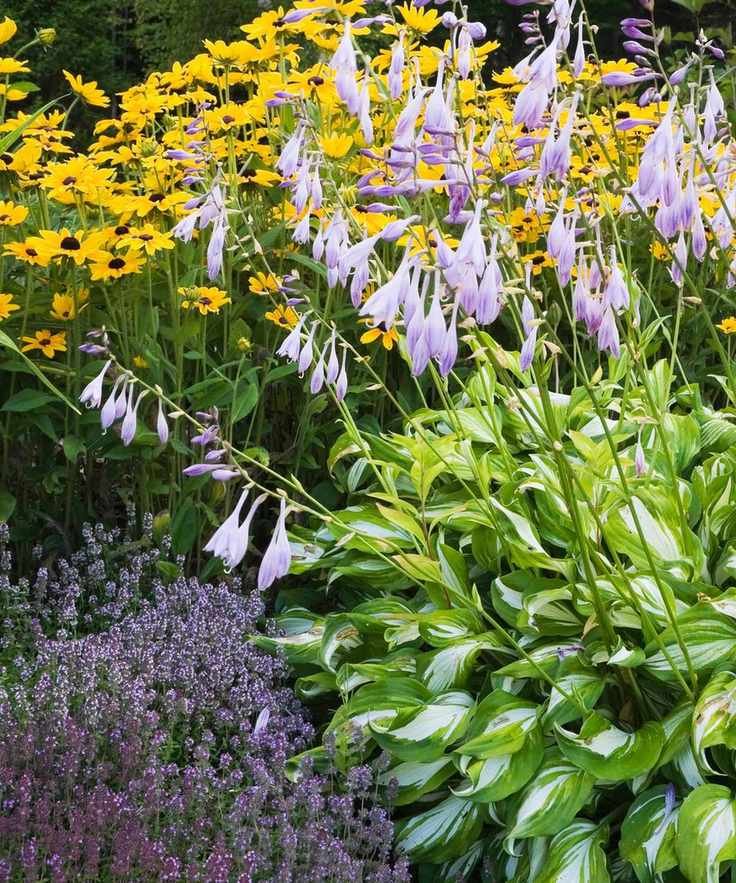 Hostas in a fall garden