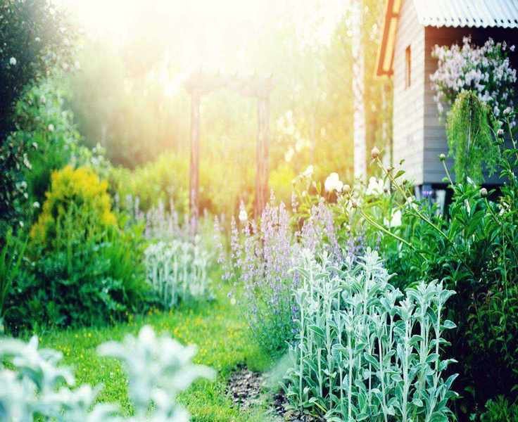 Top 6 Silver Foliage Plants for a Drought-Resistant Garden