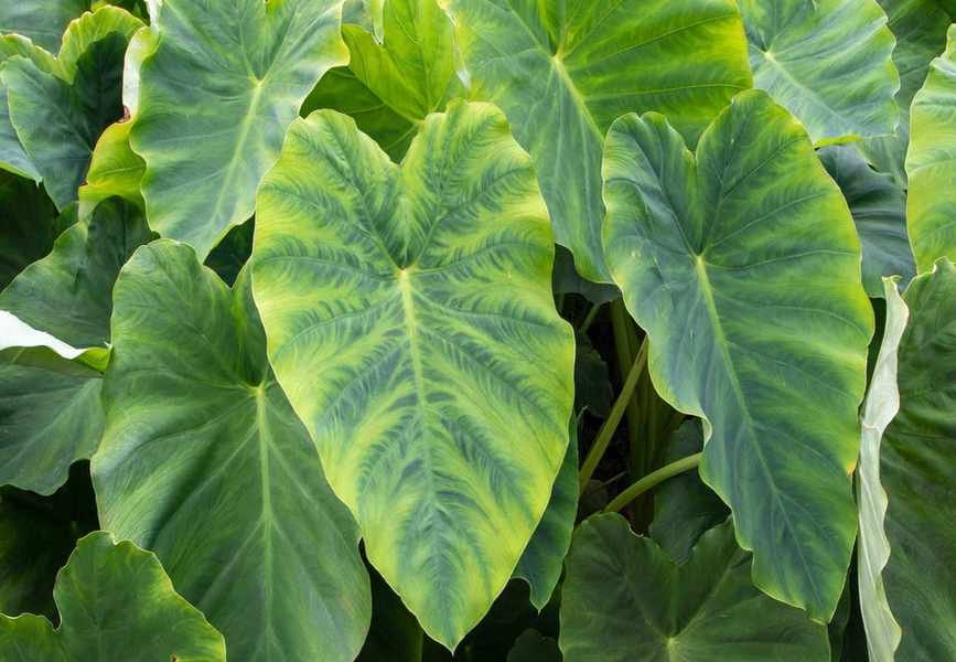 Essential Tips for Caring for Elephant Ears and Growing Colocasia