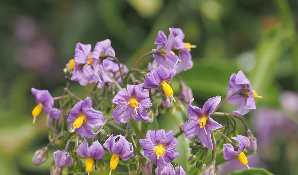 Top 5 Easy Climbing Vines to Transform Your Outdoor Space