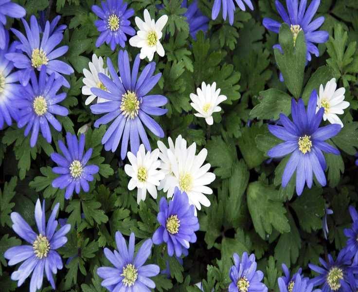 When to Plant Anemone Corms: Timing for Spring and Summer Blooms