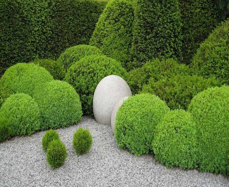 Top Evergreens for Compact Front Yards – 5 Expert Picks for Year-Round Greenery