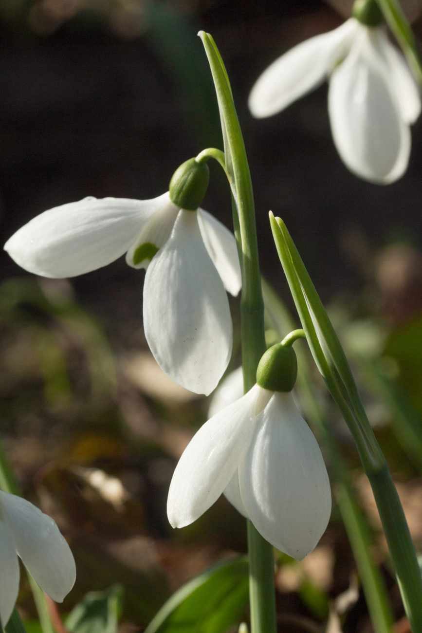 Galanthus Lord Monostictus