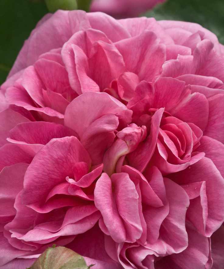 Rosa 'Gertrude Jekyll' with pink flowers