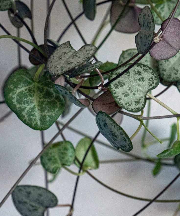Close up of string of hearts leaves