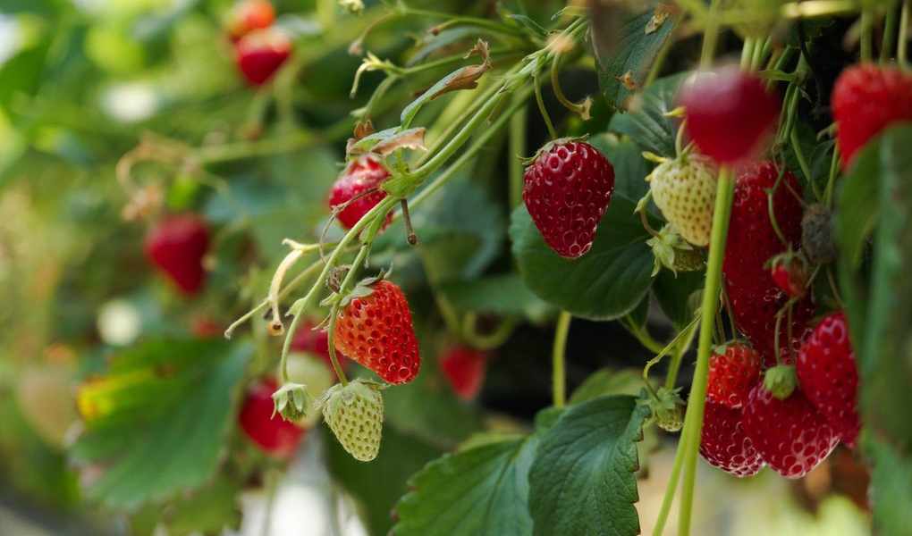 Top 5 Strawberry Diseases and How to Protect Your Crops