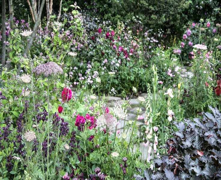 7 Flower Seeds to Start in February for Vibrant Early Blooms