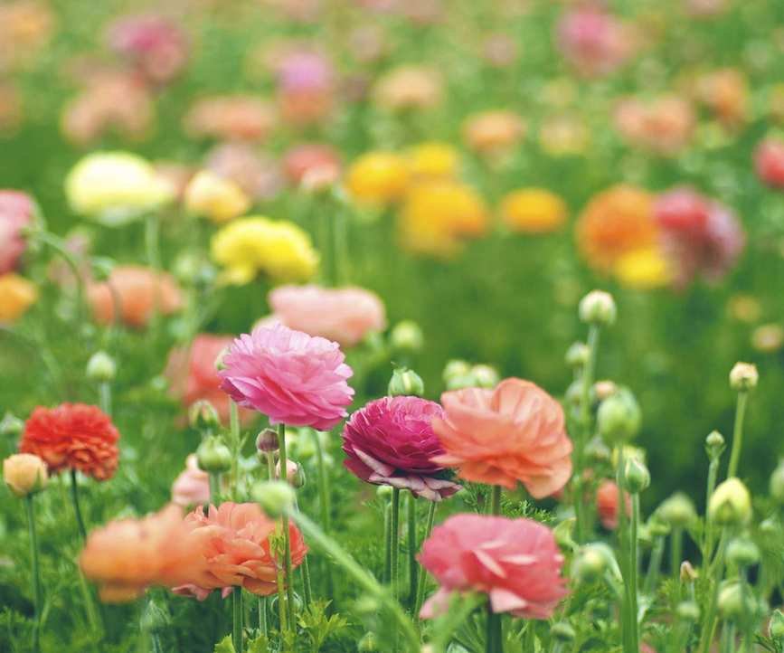 Ranunculus flowers blooming in a garden