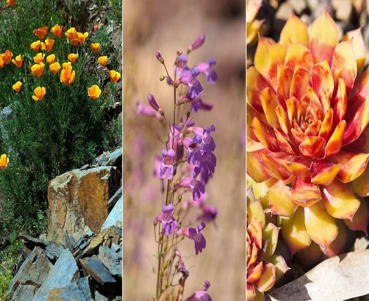 10 Xeriscaping Plants That Help Conserve Water in Your Garden