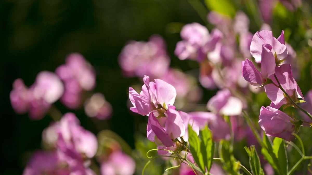 Fertilizing Sweet Peas for Lush Blooms This Summer