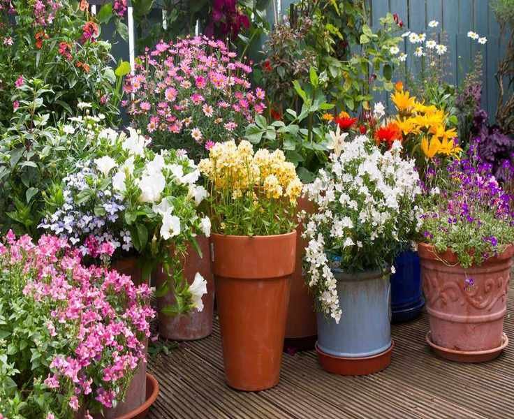 Transform Your Plant Care with This Easy Self-Watering Hack