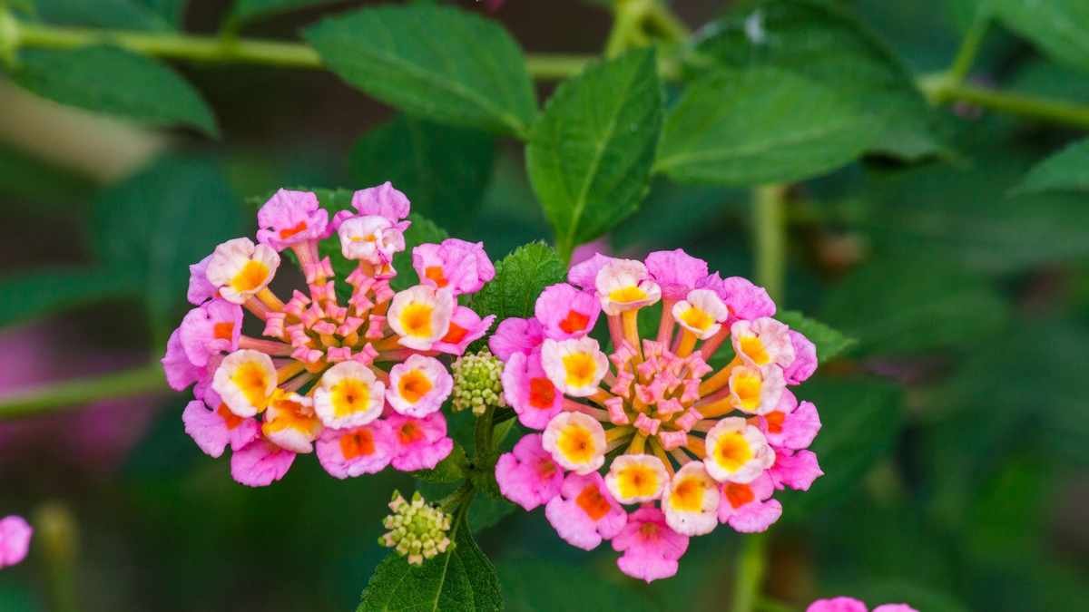 Growing Lantana in Pots: A Guide to Colorful Blooms for Small Spaces