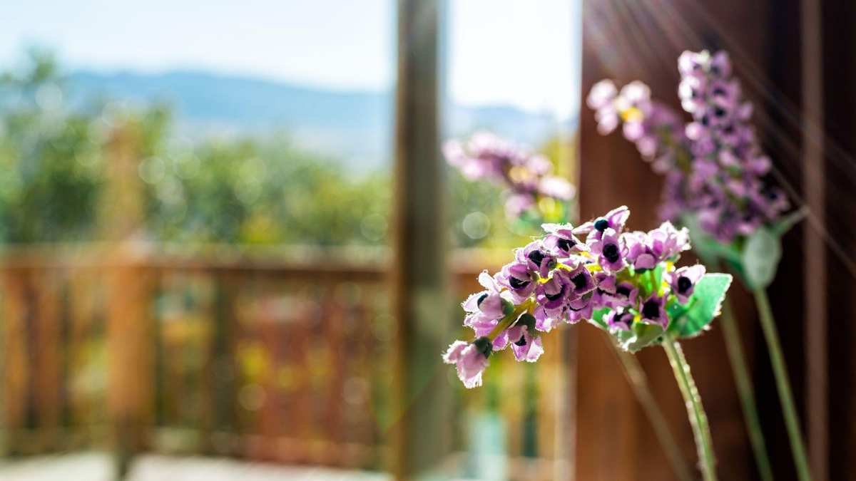 Growing Lavender Indoors: Tips for Sleep and Wellbeing
