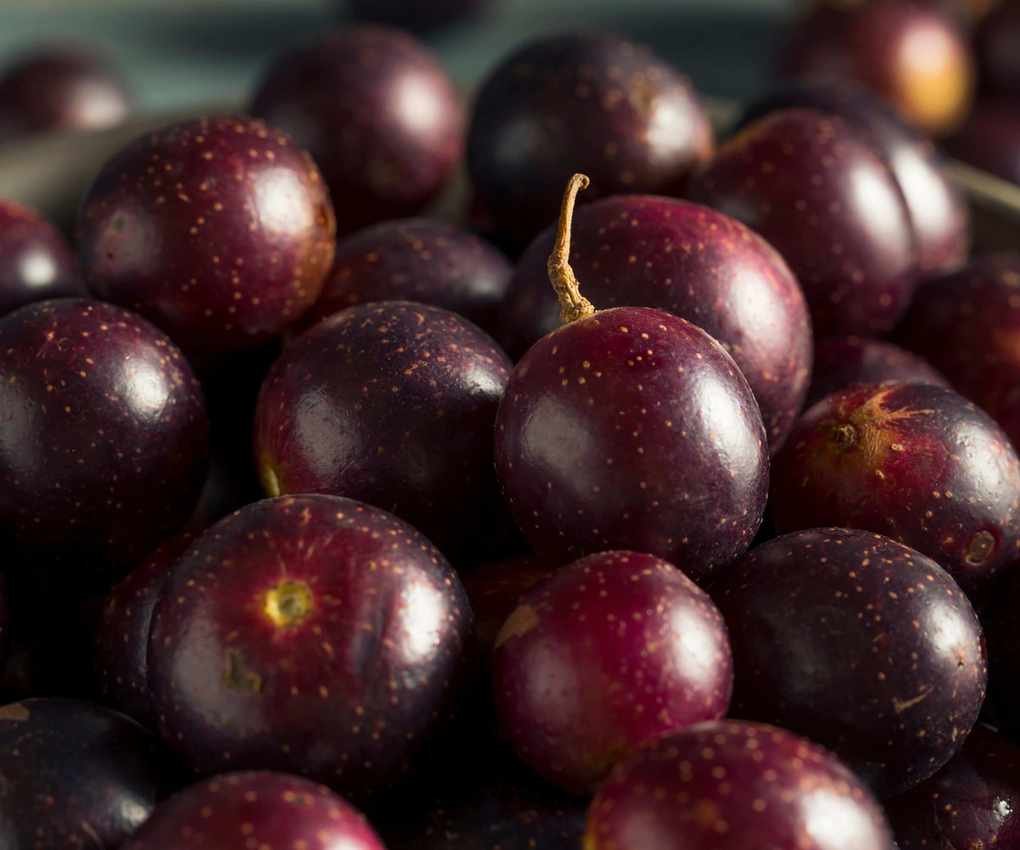 Homegrown muscadine grapes