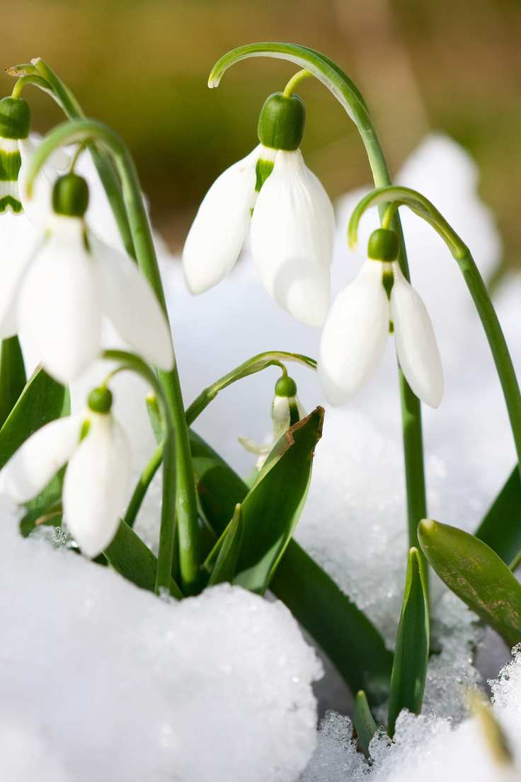 Galanthus nivalis