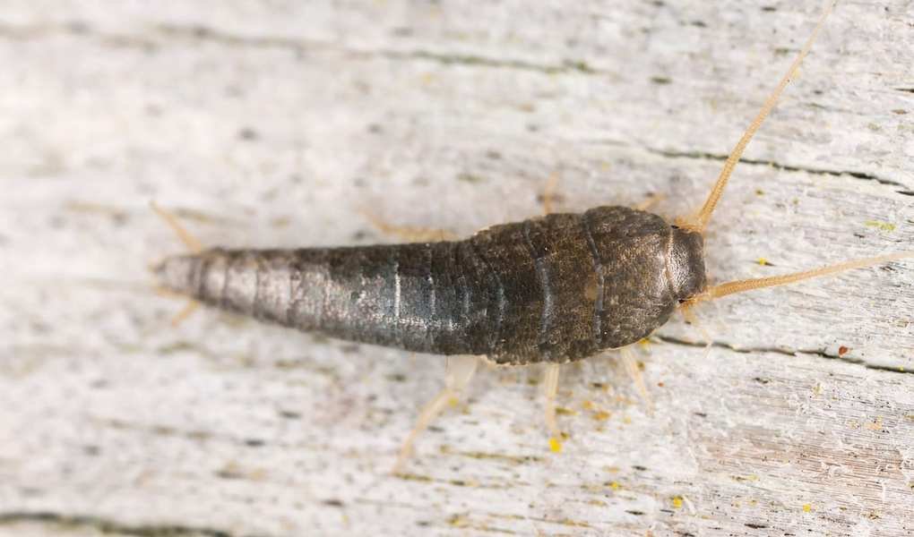 How to get rid of silverfish (for good): pest control experts share this simple 5-step method