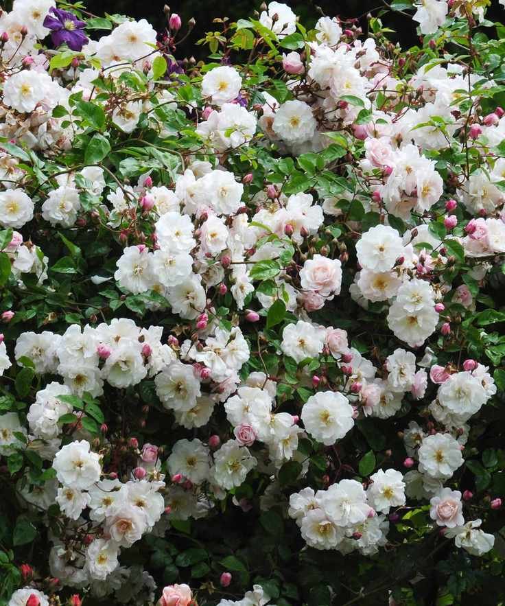 climbing rose Mortimer Sackler