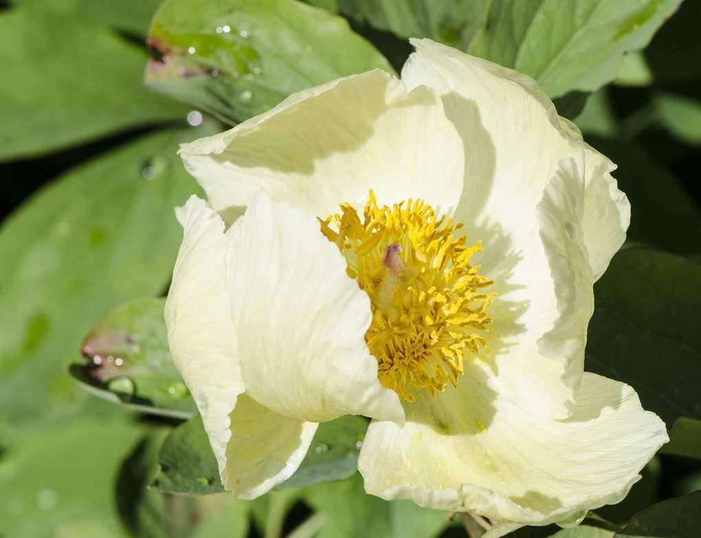 Timing Your Peony Planting for Stunning Summer Blooms