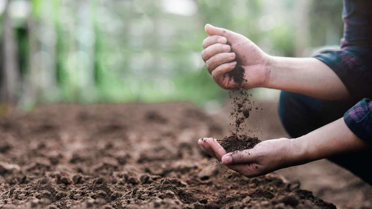 Boost Phosphorus Levels in Soil: 5 Organic Approaches for Your Garden